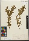 Foto von Salix triandra subsp. amygdalina (L.) Schübl. & G. Martens